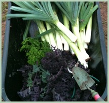 Community Garden